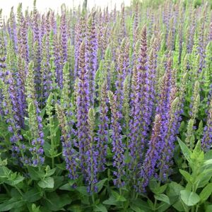 Salvia nemorosa 'Ostfriesland' ---